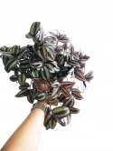 Trzykrotka zebra Tradescantia zebrina Duża w zwisajacej doniczce srebrna