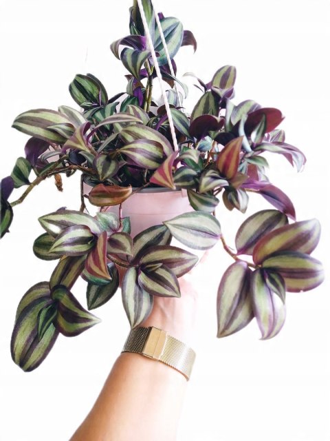 Trzykrotka zebra Tradescantia zebrina Duża w zwisajacej doniczce srebrna Trzykrotka zebra Tradescantia zebrina Duża w zwisajacej doniczce srebrna