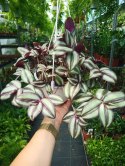 Trzykrotka zebra Tradescantia zebrina Duża w zwisajacej doniczce srebrna