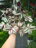 Trzykrotka zebra Tradescantia zebrina Duża w zwisajacej doniczce srebrna