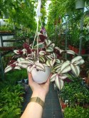 Trzykrotka zebra Tradescantia zebrina Duża w zwisajacej doniczce srebrna