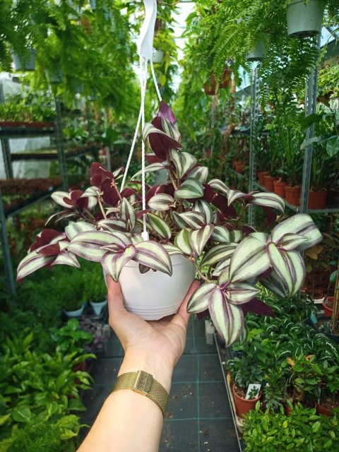 Trzykrotka zebra Tradescantia zebrina Duża w zwisajacej doniczce srebrna Trzykrotka zebra Tradescantia zebrina Duża w zwisajacej doniczce srebrna