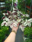 Trzykrotka zebra Tradescantia zebrina Duża w zwisajacej doniczce srebrna