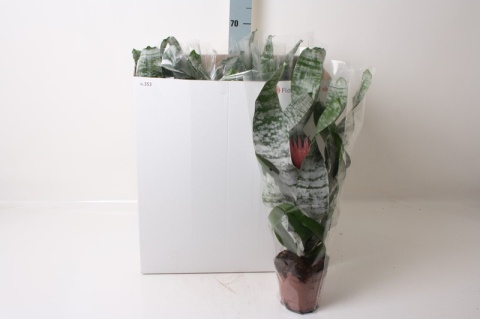 Aechmea fasciata Primera