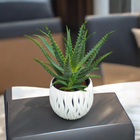 Aloes Arborescens blanc sleeve Aloes Arborescens blanc sleeve