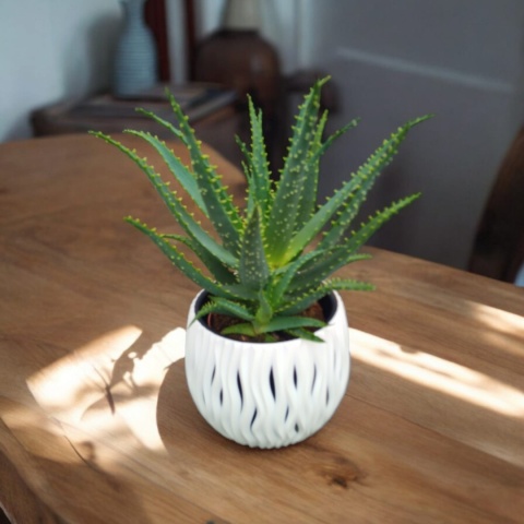 Aloes Arborescens blanc sleeve Aloes Arborescens blanc sleeve