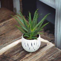 Aloes Arborescens blanc sleeve