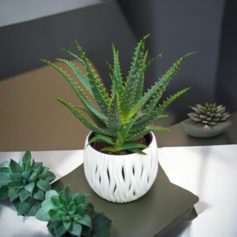 Aloes Arborescens blanc sleeve Aloes Arborescens blanc sleeve