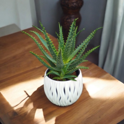 Aloes Arborescens blanc sleeve Aloes Arborescens blanc sleeve