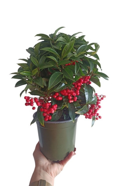 Ardisia drzewko świąteczne Boże Narodzenie Ardizja karbowana, koralowiec