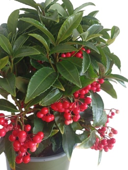 Ardisia drzewko świąteczne Boże Narodzenie Ardizja karbowana, koralowiec