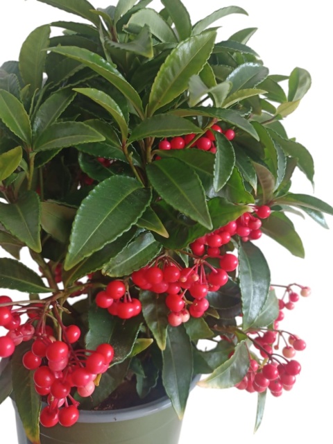 Ardisia drzewko świąteczne Boże Narodzenie Ardizja karbowana, koralowiec