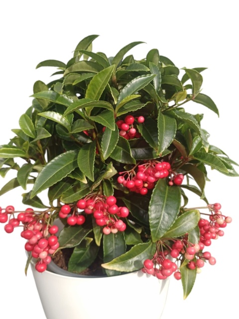 Ardisia drzewko świąteczne Boże Narodzenie Ardizja karbowana, koralowiec