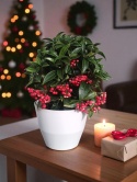 Ardisia drzewko świąteczne Boże Narodzenie Ardizja karbowana, koralowiec