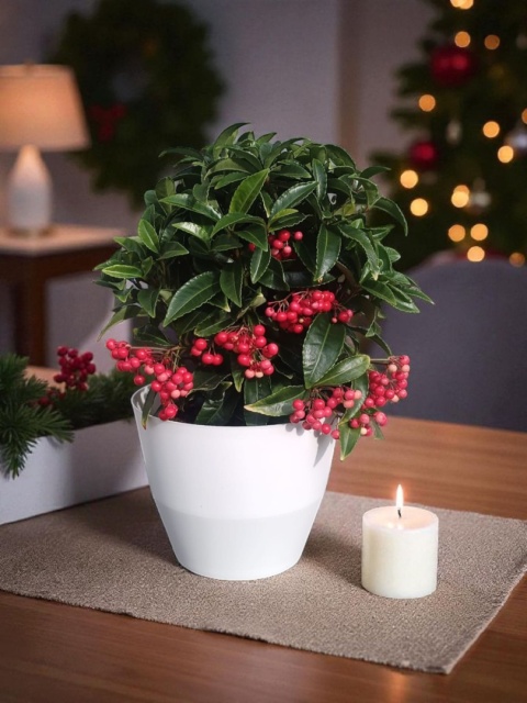 Ardisia drzewko świąteczne Boże Narodzenie Ardizja karbowana, koralowiec