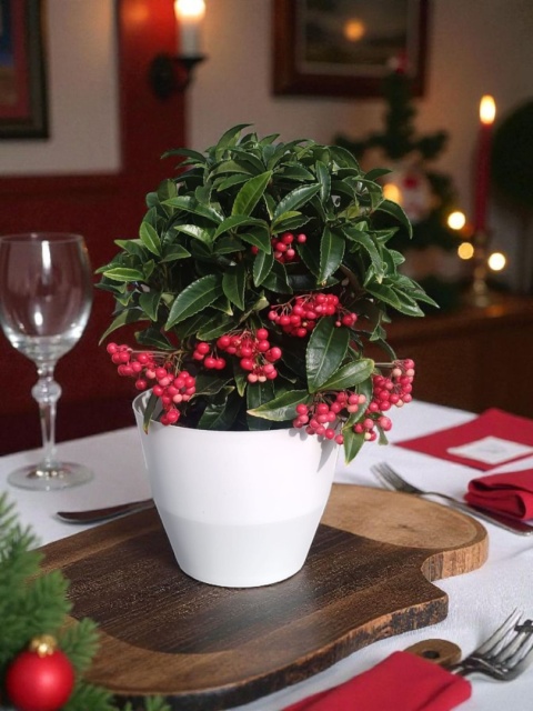 Ardisia drzewko świąteczne Boże Narodzenie Ardizja karbowana, koralowiec