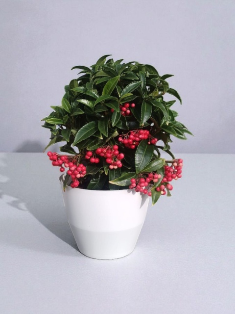 Ardisia drzewko świąteczne Boże Narodzenie Ardizja karbowana, koralowiec