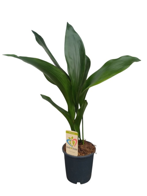 Aspidistra elatior Żelazny Liść Żelazna Roślina