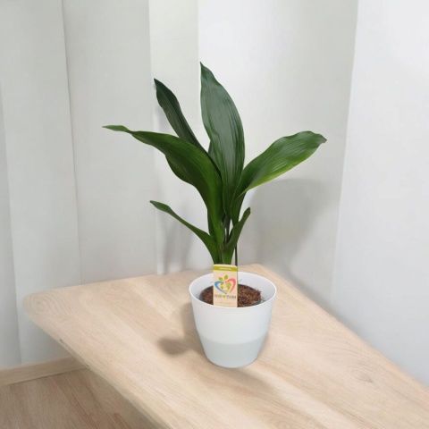 Aspidistra elatior Żelazny Liść Żelazna Roślina