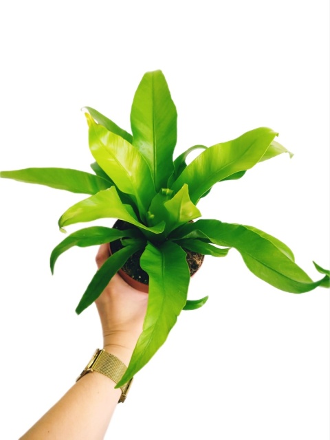 Asplenium Asplenium