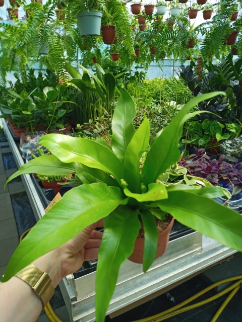 Asplenium Asplenium
