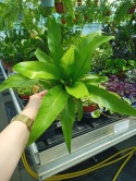 Asplenium