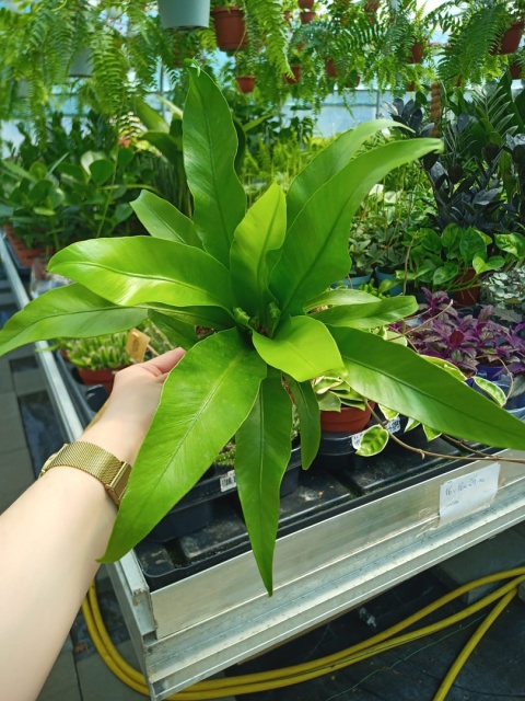 Asplenium Asplenium