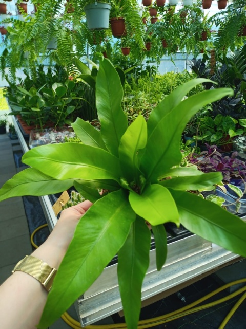 Asplenium Asplenium