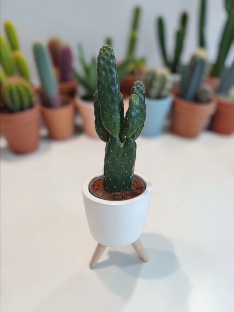 Opuntia rubescens (Opuncja rubescens)