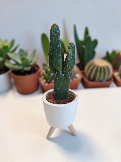 Opuntia rubescens (Opuncja rubescens)