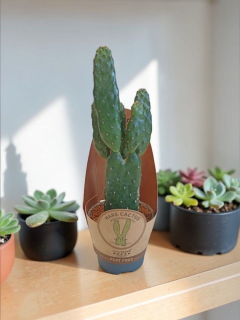 Opuntia rubescens (Opuncja rubescens)