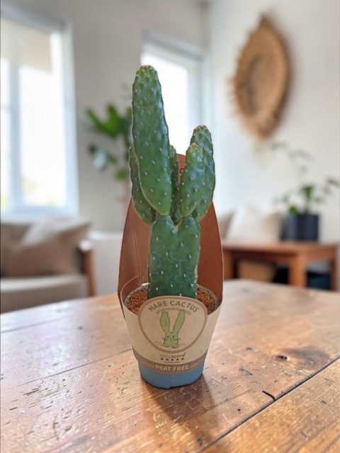 Opuntia rubescens (Opuncja rubescens)