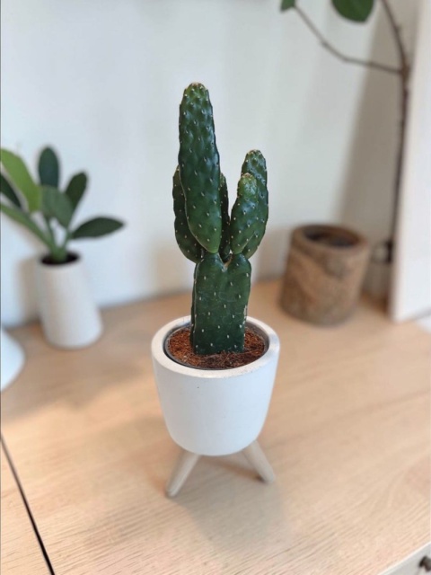 Opuntia rubescens (Opuncja rubescens)