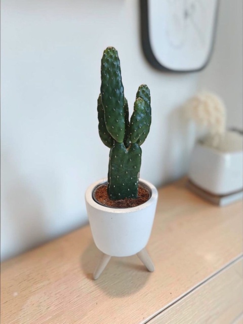 Opuntia rubescens (Opuncja rubescens)