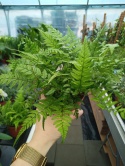 Athyrium