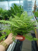 Athyrium