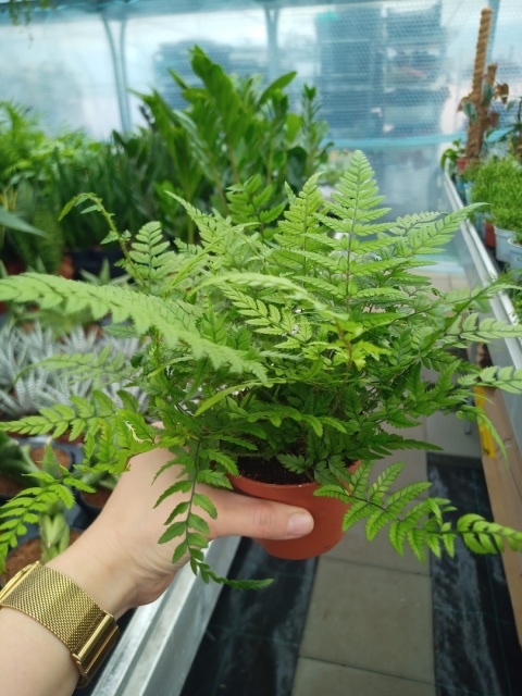 Athyrium