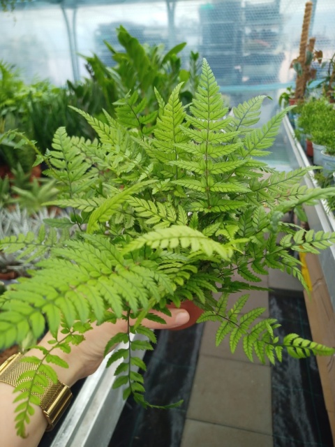 Athyrium