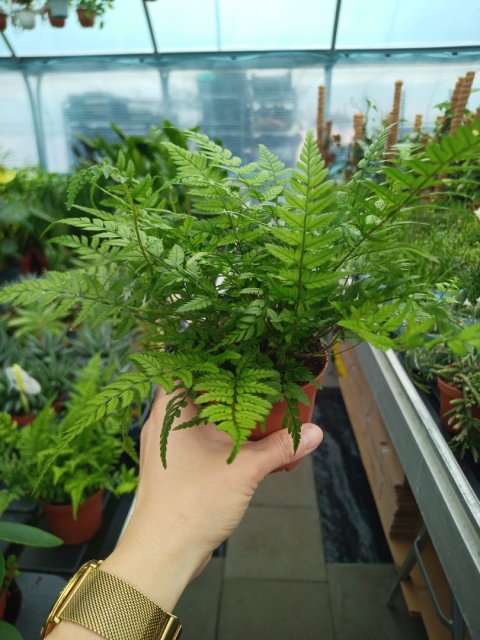 Athyrium