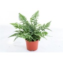 Athyrium