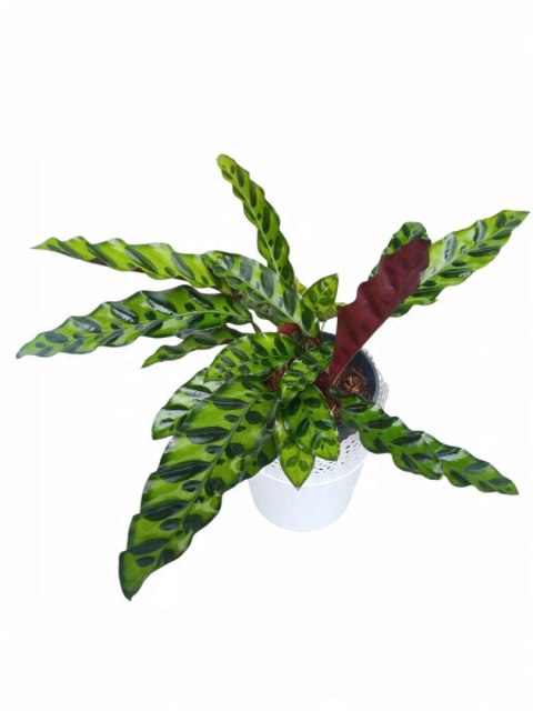 Calatea Lancifolia Rattlesnake Calathea Lancetolistna Rusza Liściami Calatea Lancifolia Rattlesnake Calathea Lancetolistna Rusza Liściami
