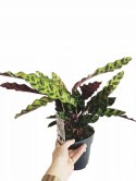 Calatea Lancifolia Rattlesnake Calathea Lancetolistna Rusza Liściami