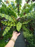 Calatea Lancifolia Rattlesnake Calathea Lancetolistna Rusza Liściami
