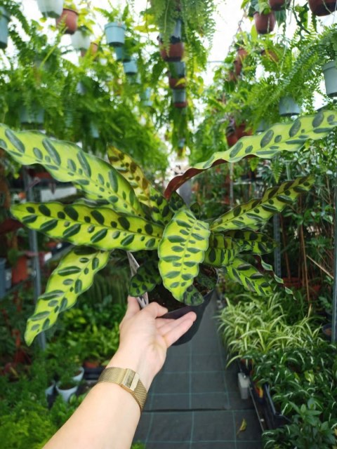 Calatea Lancifolia Rattlesnake Calathea Lancetolistna Rusza Liściami Calatea Lancifolia Rattlesnake Calathea Lancetolistna Rusza Liściami