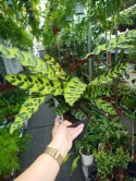 Calatea Lancifolia Rattlesnake Calathea Lancetolistna Rusza Liściami