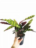 Calatea Lancifolia Rattlesnake Calathea Lancetolistna Rusza Liściami