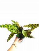 Calatea Lancifolia Rattlesnake Calathea Lancetolistna Rusza Liściami