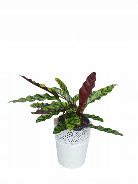 Calatea Lancifolia Rattlesnake Calathea Lancetolistna Rusza Liściami Calatea Lancifolia Rattlesnake Calathea Lancetolistna Rusza Liściami