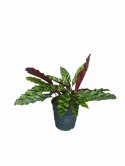 Calatea Lancifolia Rattlesnake Calathea Lancetolistna Rusza Liściami