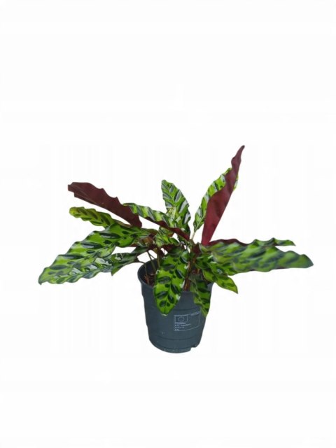 Calatea Lancifolia Rattlesnake Calathea Lancetolistna Rusza Liściami Calatea Lancifolia Rattlesnake Calathea Lancetolistna Rusza Liściami